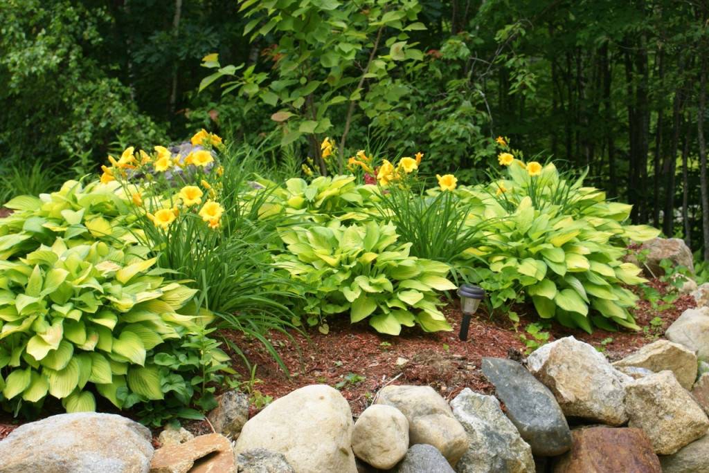 Хосты — разнообразие видов и использование в саду. фото — ботаничка