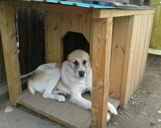 Вольер для собаки алабая на даче из сетки рабицы, зимний: размеры
