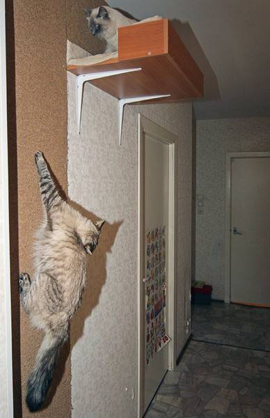 Чем можно отделать стены в коридоре вместо обоев, чтобы коты не драли стены, чем обклеить коридор