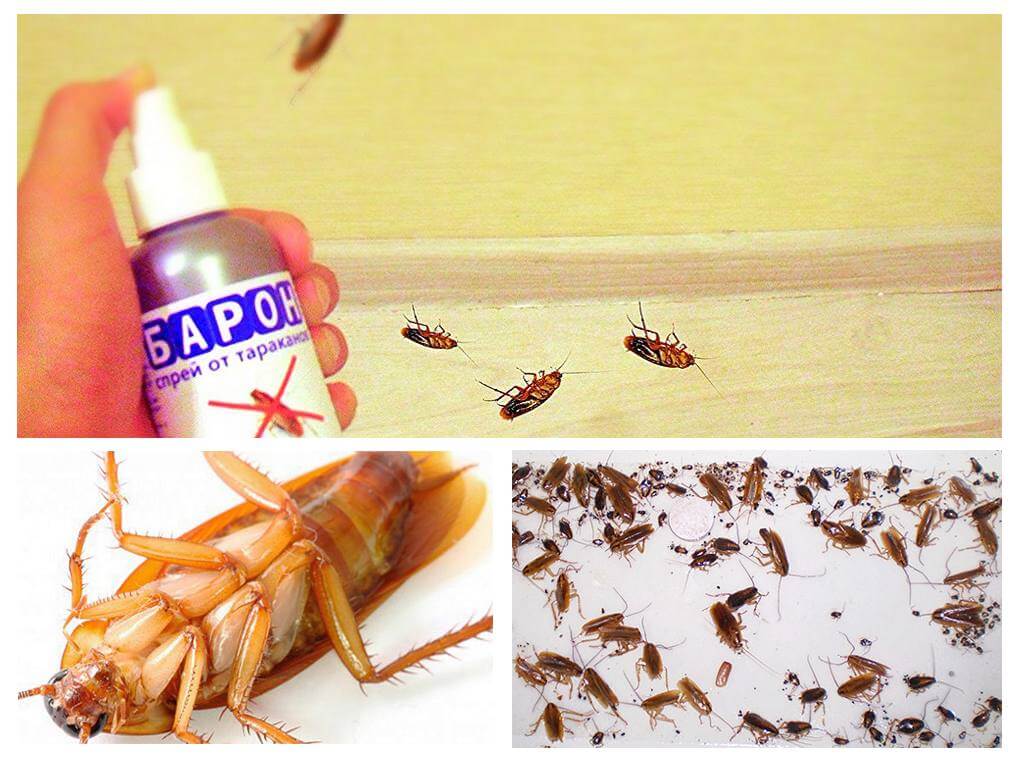 Как избавиться от тараканов в квартире навсегда инструкция