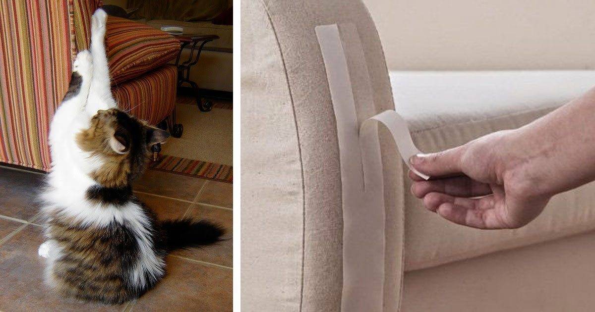 Антивандальные обои от кошек: виды, инструкция по применению