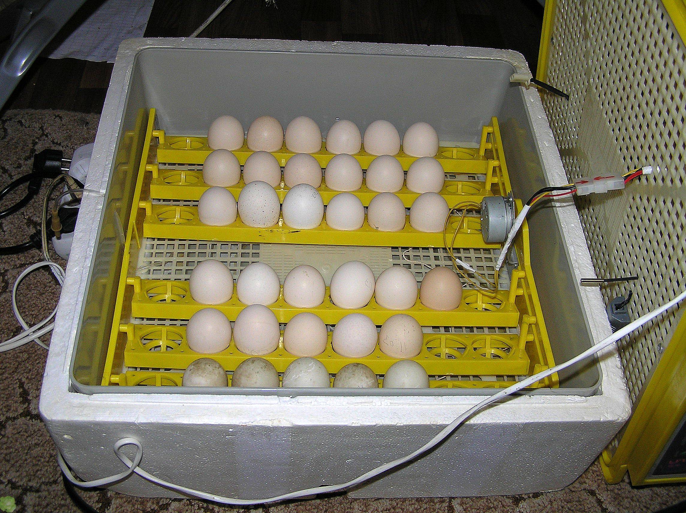 Инкубатор для яиц своими руками