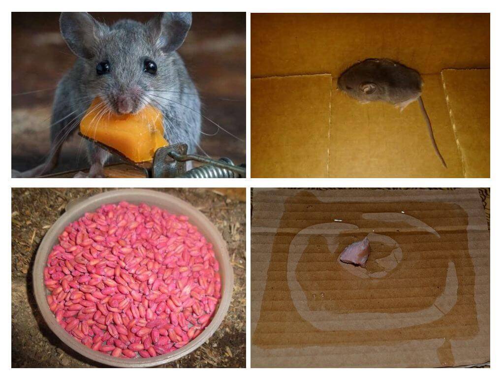Как избавиться от крыс и мышей в частном доме