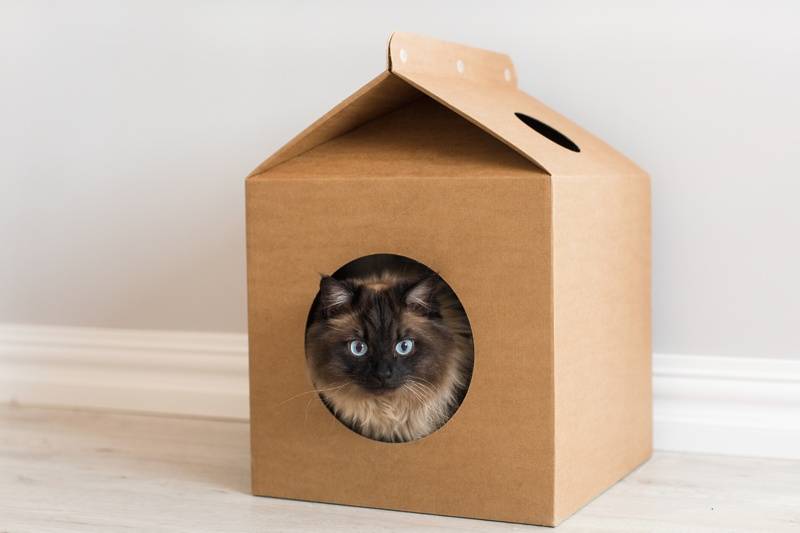 Домик для кошки из картонной коробки своими руками: примеры и пошаговые инструкции