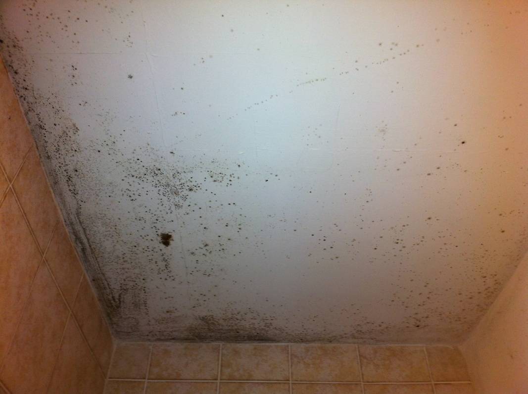Как убрать плесень на потолке в ванной: способы удаления