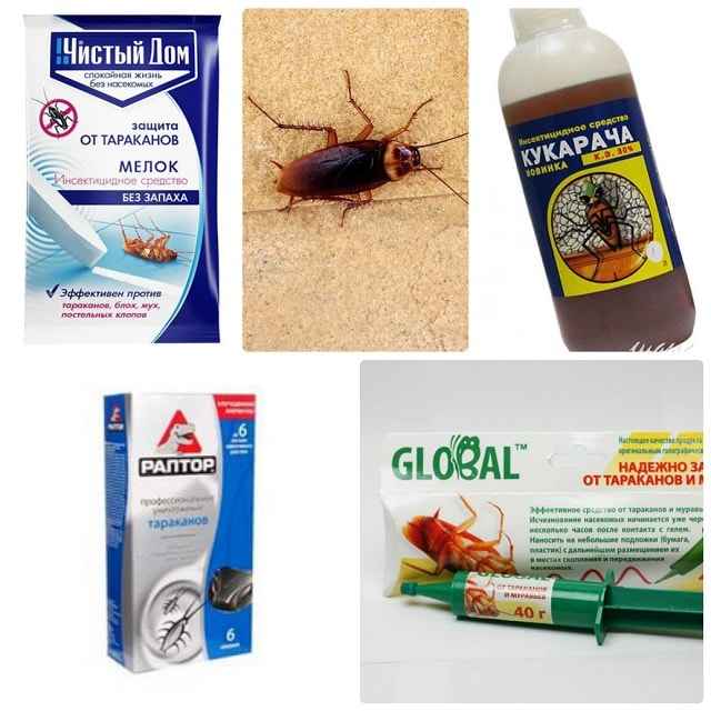 Как избавиться от тараканов в квартире навсегда: химические препараты и народные средства