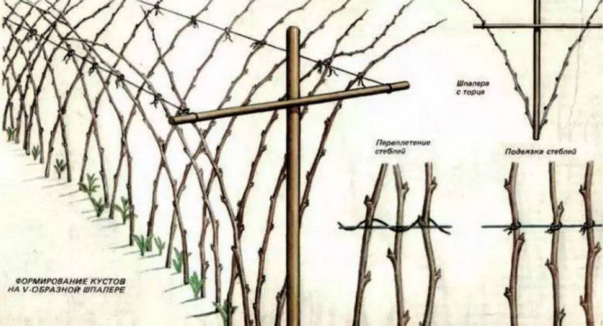 Малина уход на зиму. Подвязка ремонтантной малины. Посадка малины на шпалере. Шпалера для ремонтантной малины. Подвязка малины на шпалере.