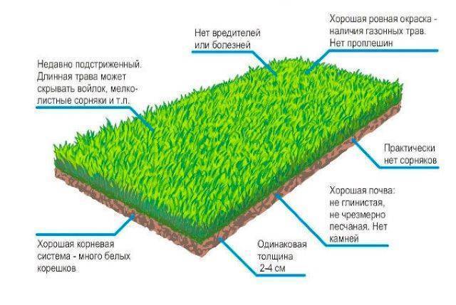 Как правильно посеять газонную траву: руководство по начальному этапу создания газона на даче.