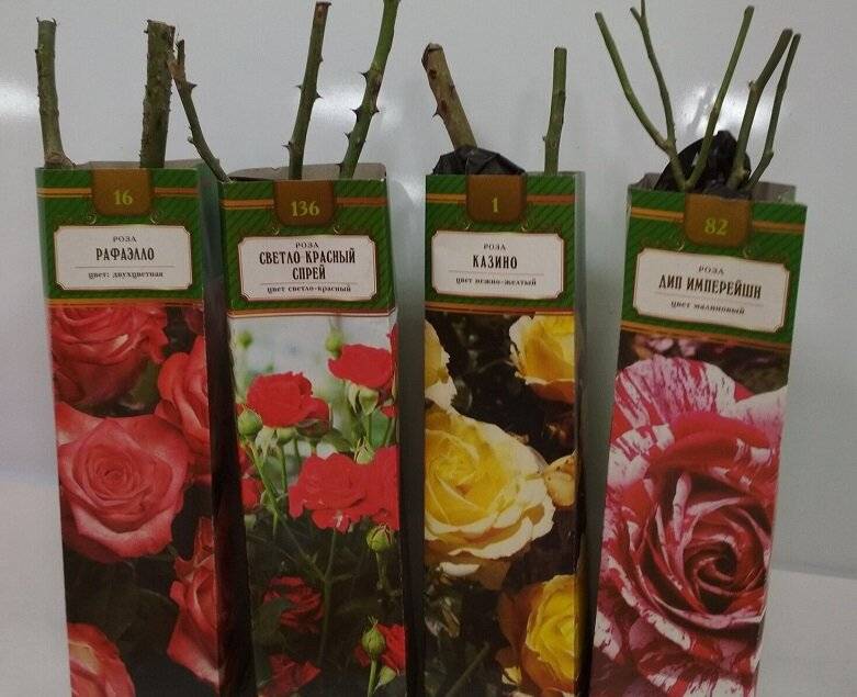 Как сохранить покупные саженцы роз? высадка розы в грунт - pahistahis.ru