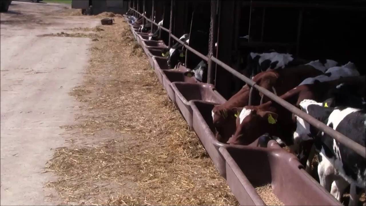 Как сделать кормушку для коровы своими руками