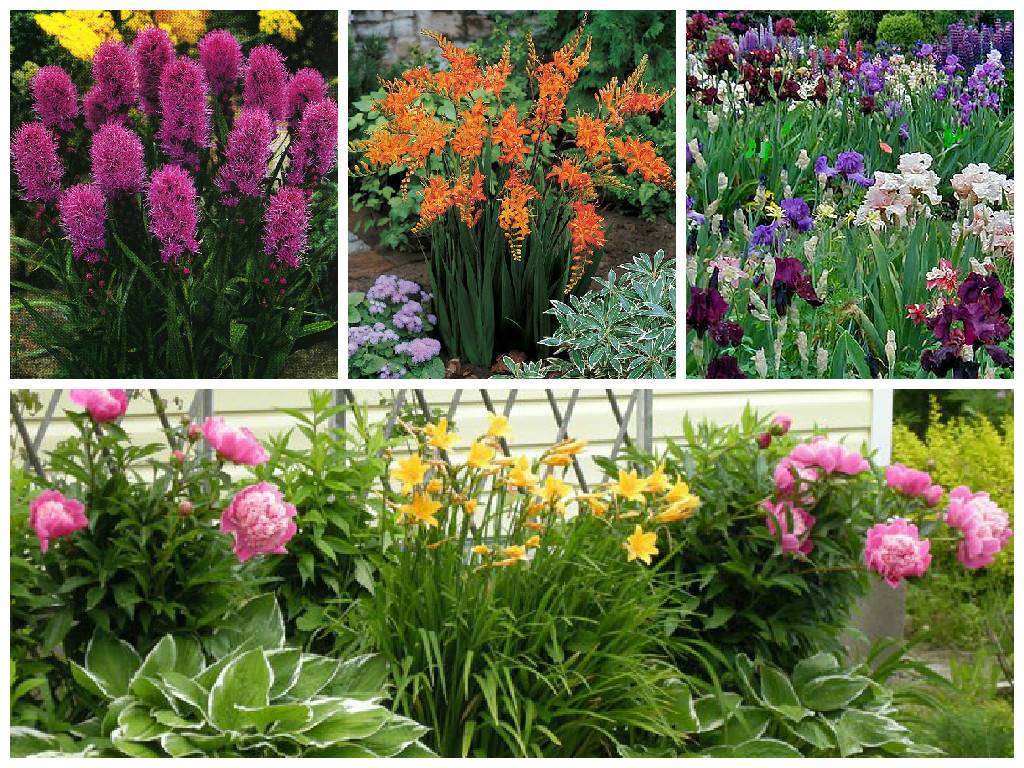Неприхотливые цветы для сада - 120 фото-идей подбора для неопытных садоводов
