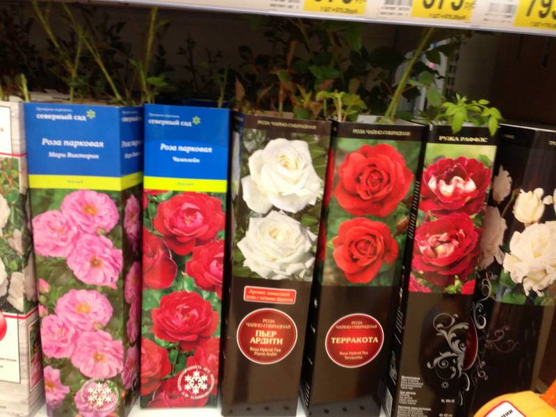 Как правильно покупать и хранить саженцы роз