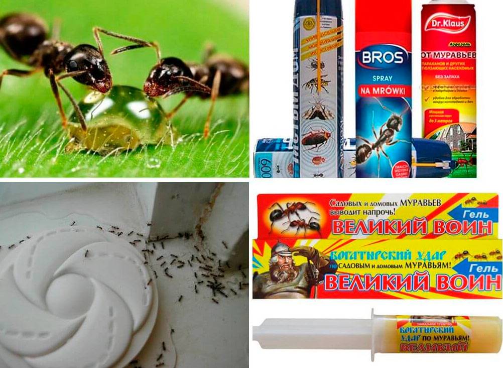 Средства от муравьев в квартире и частном доме - избавиться народными средствами, отзывы