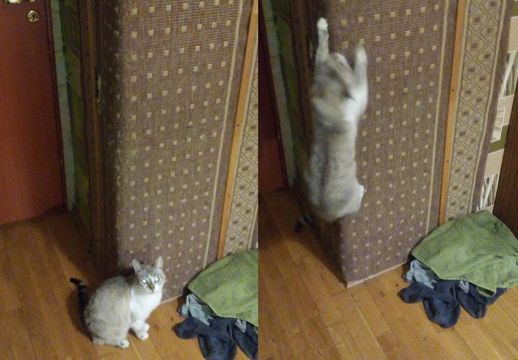 Как отучить кота драть обои и мебель, и прыгать на стены: практические советы и ноухау
