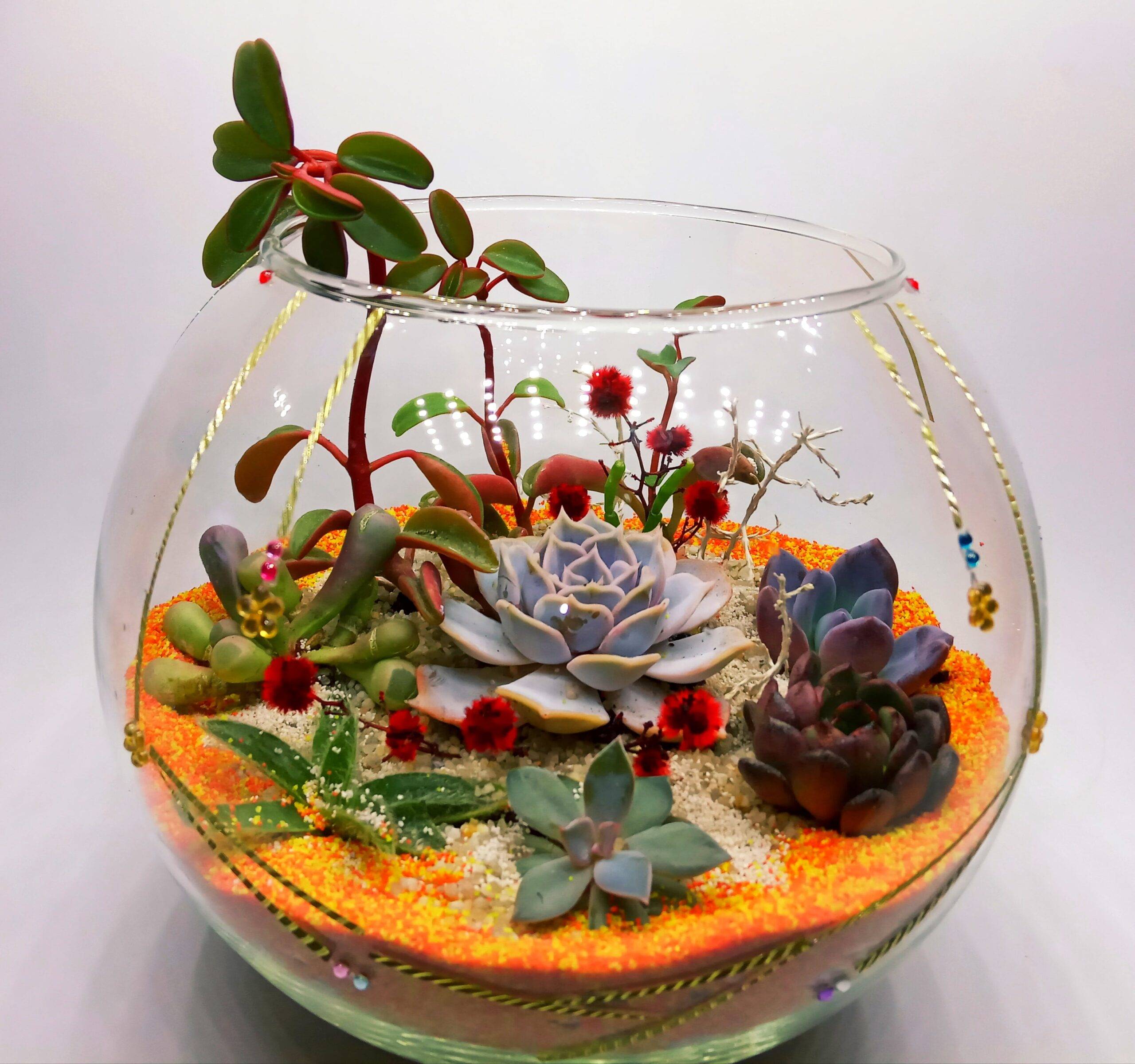 Флорариум с суккулентами (фото пошагово) своими руками (в аквариуме, стекле, горшке, вазе): композиция из кактусов и суккулентов