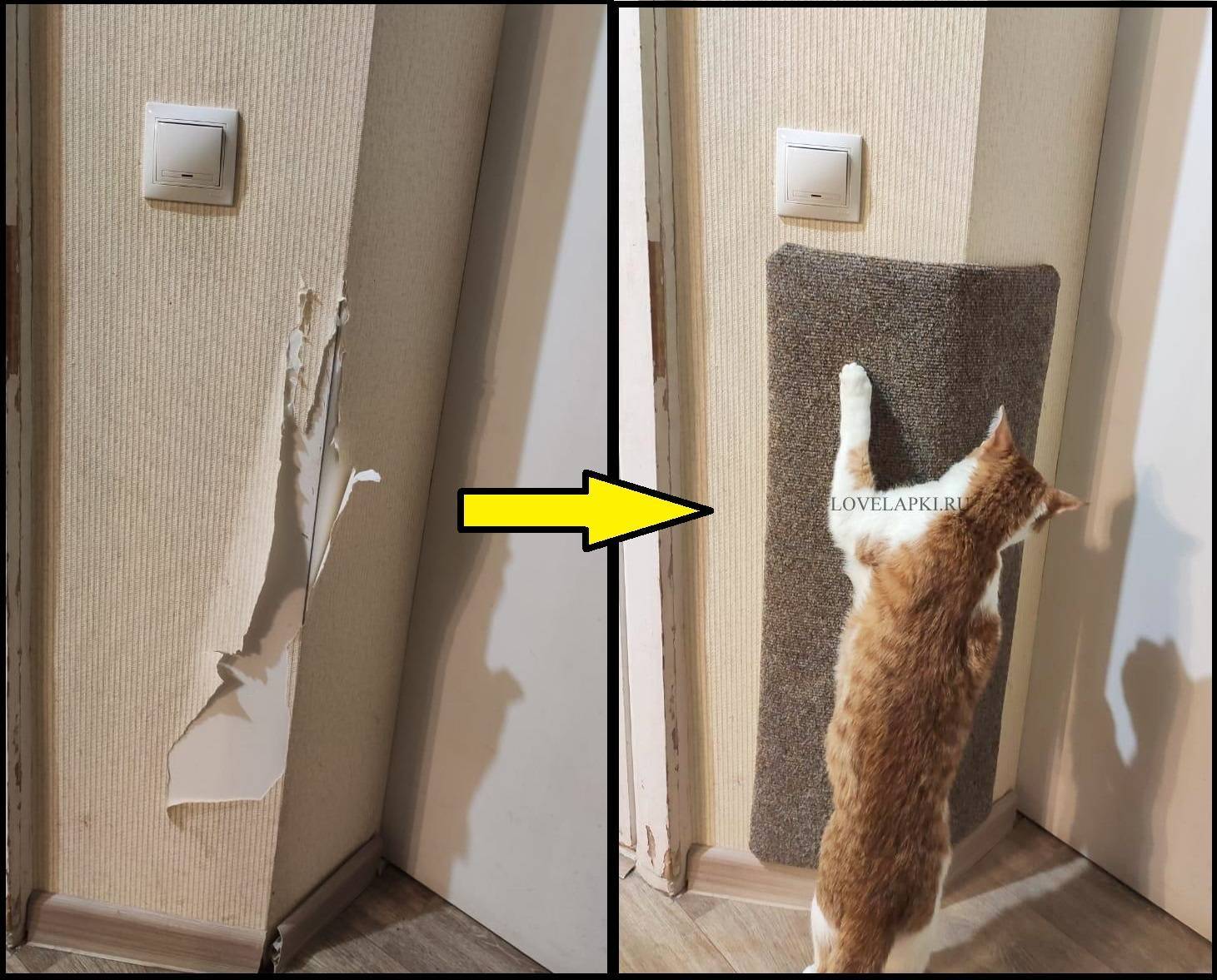 Как уберечь от кота обои в квартире: действенные способы