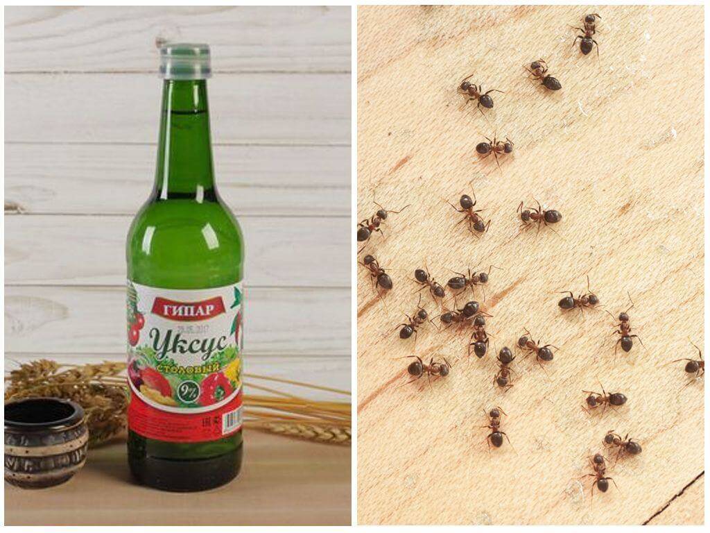 Как избавиться от муравьёв в квартире: условия появления, народные и современные способы борьбы