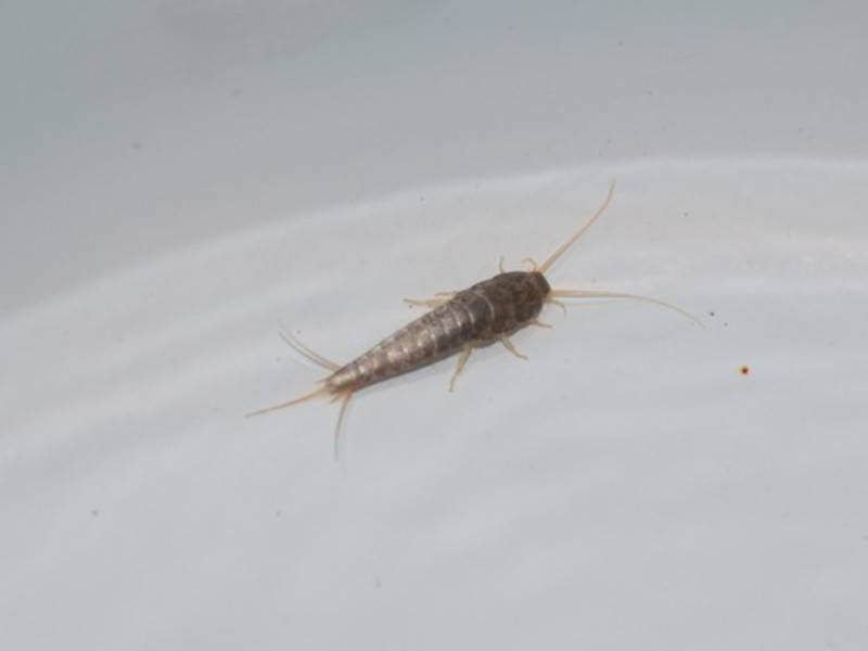 Завелись маленькие странные длинные белые насекомые в ванной и туалете, быстро бегают