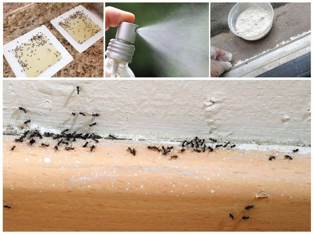Избавляемся от черных муравьев в частных домах