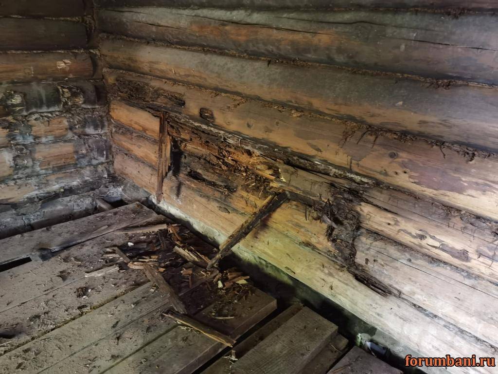 Чем вывести грибок в бане с деревянных стен и пола - химические и народные средства
