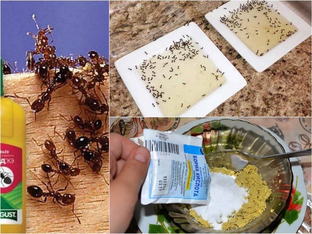 Как навсегда избавиться от муравьев в квартире, огороде и саду: эффективные способы борьбы, борная кислота, мыло, уксус, спреи, гели,ловушки
