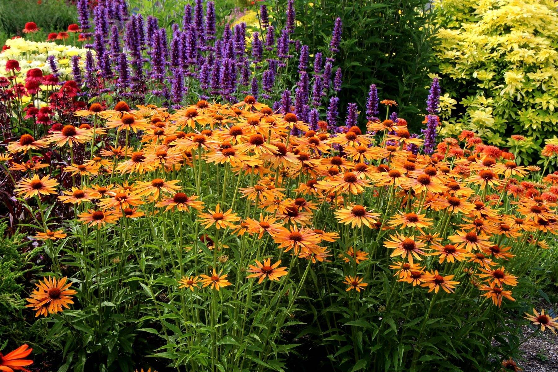 Многолетние цветы для сада - клумбы и ландшафтный дизайн