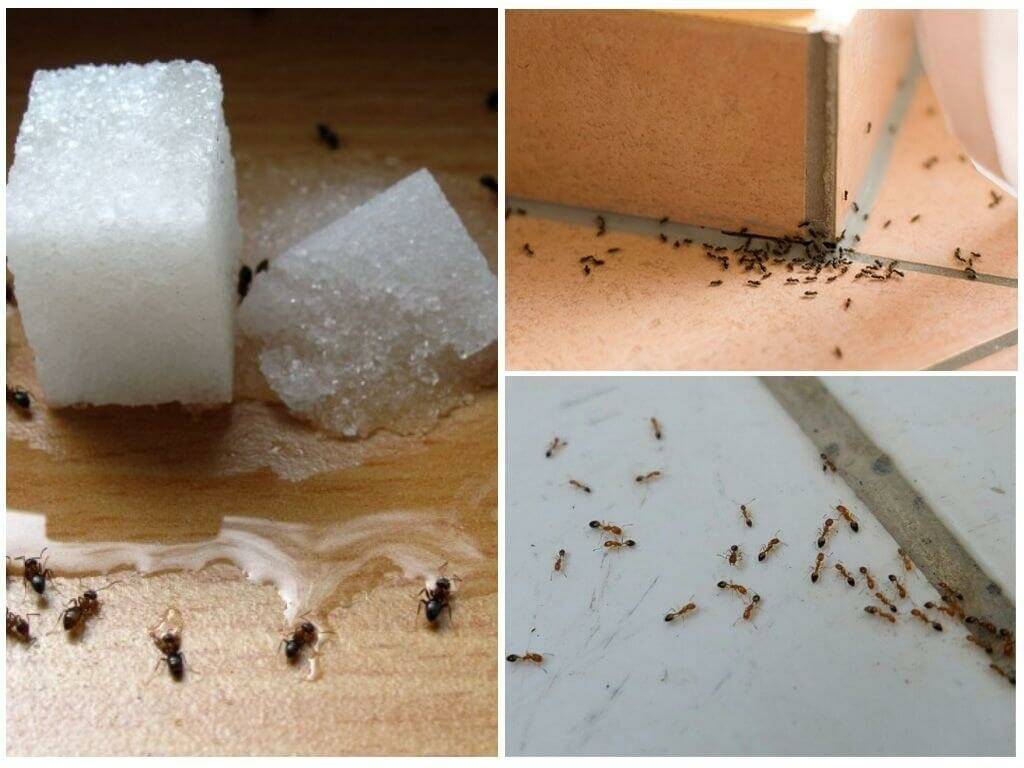 Как вывести муравьев из дома: средства и способы
