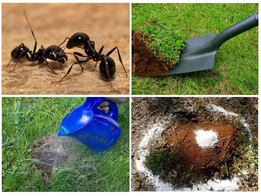 Как избавиться от муравьев в квартире и частном доме — лучшие средства