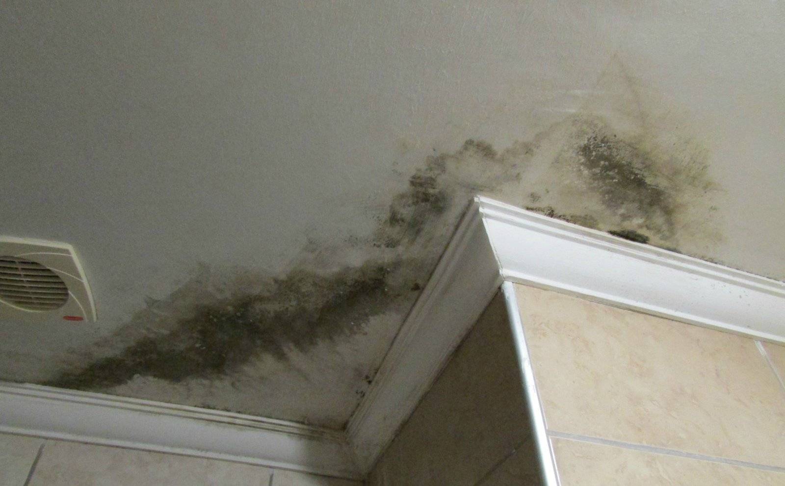 Плесень на потолке в ванной: как избавиться, пошаговая инструкция по обработке