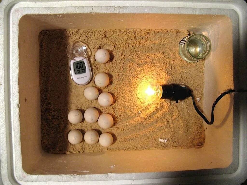 Как сделать инкубатор для яиц своими руками в домашних условиях (10 фото)