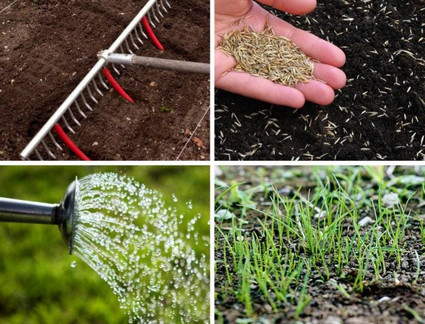 Газонная трава – когда сажать газон на даче, как правильно это делать?