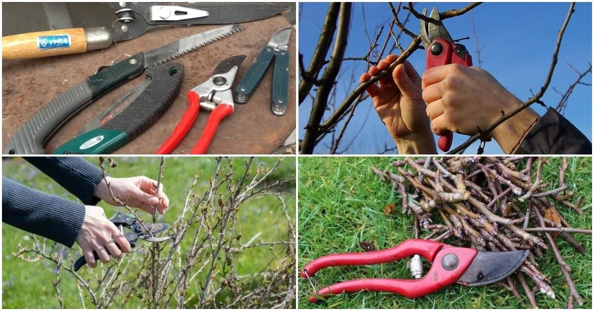Уход за садовыми деревьями: видео, как поливать, чем удобрять плодовые деревья и как их обрезать