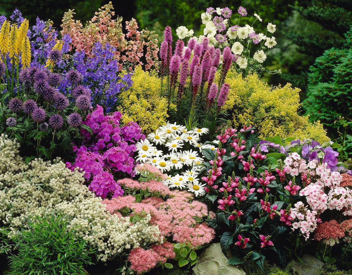 Высокие цветы-многолетники для сада: фото с названиями