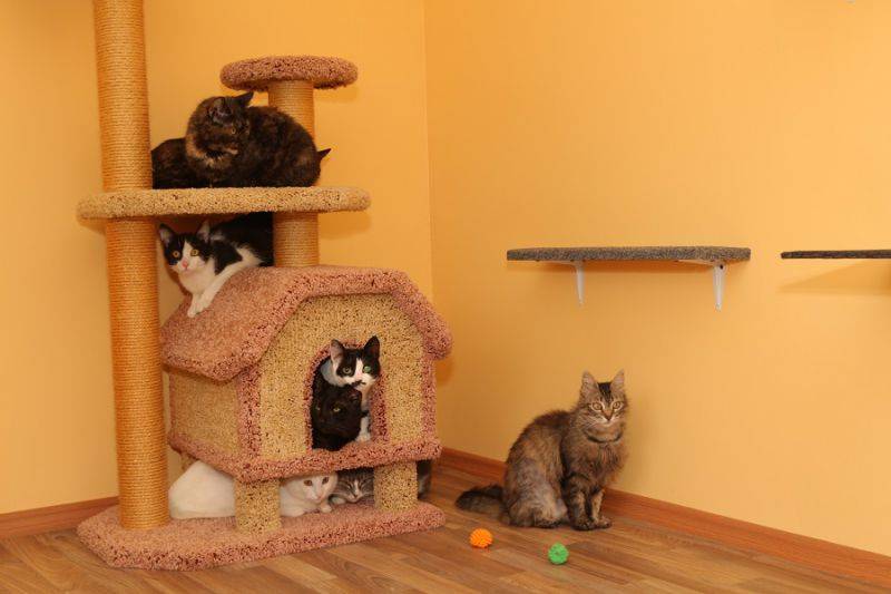 Домик для котов и кошек: особенности изготовления и нюансы правильного выбора