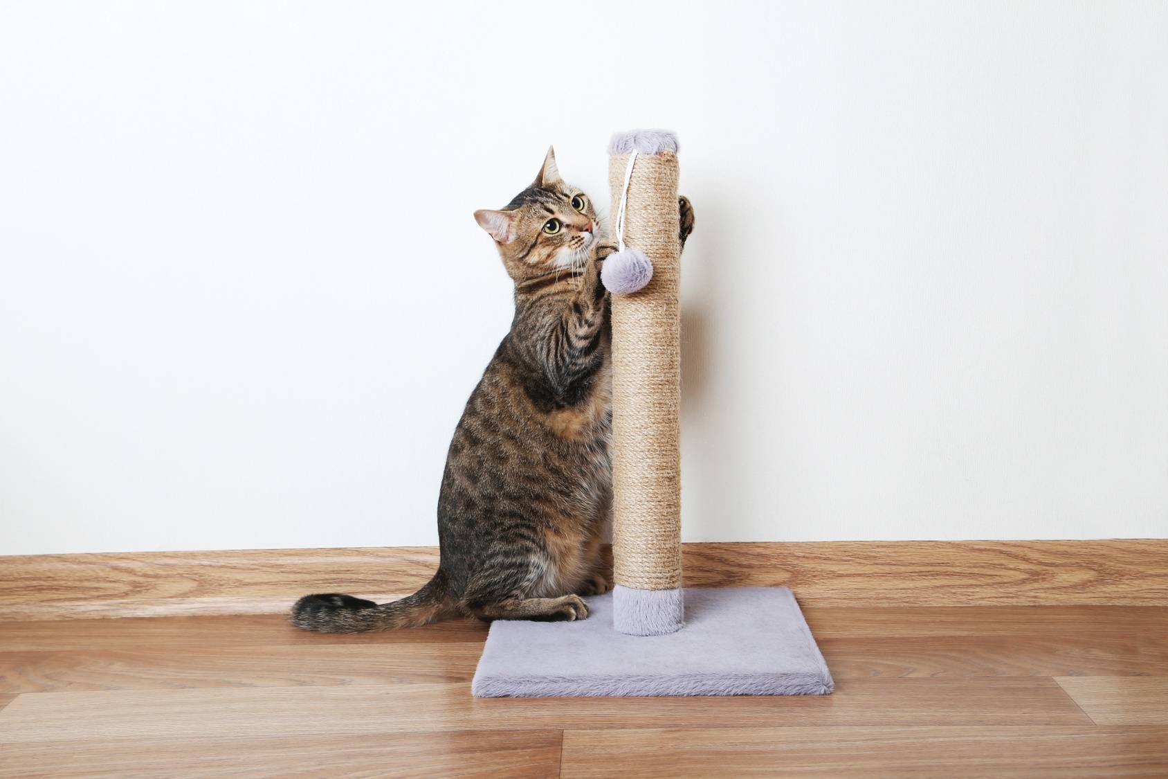 Как отучить кота драть обои, обдирать углы - zoosecrets