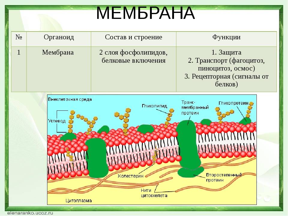 Строение мембран клетки и типы транспорта веществ через плазматическую мембрану