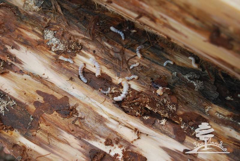 Как избавиться от муравьев и короеда в бане