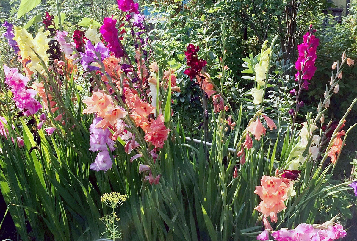 30 вариантов, как красиво посадить гладиолусы