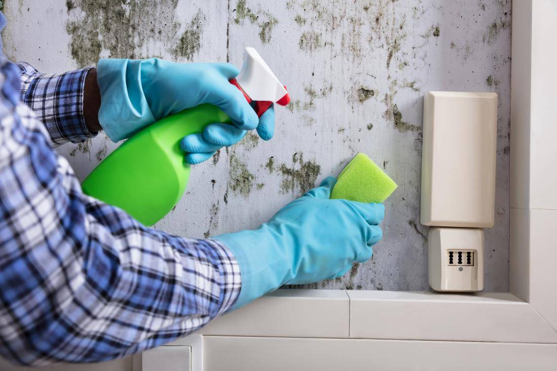 Как убрать плесень и грибок со стен в квартире: рекомендации