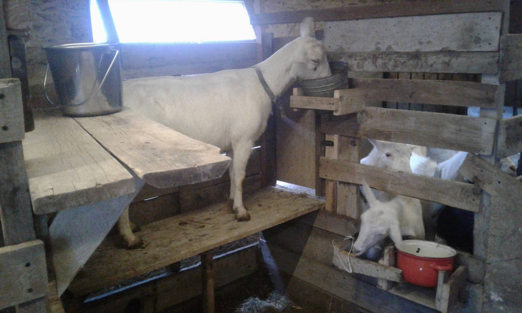 Кормушки для коз: чертежи, изготовление своими руками