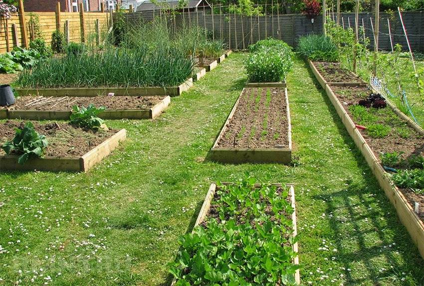 Планировка огорода: не только красивый, но и урожайный огород