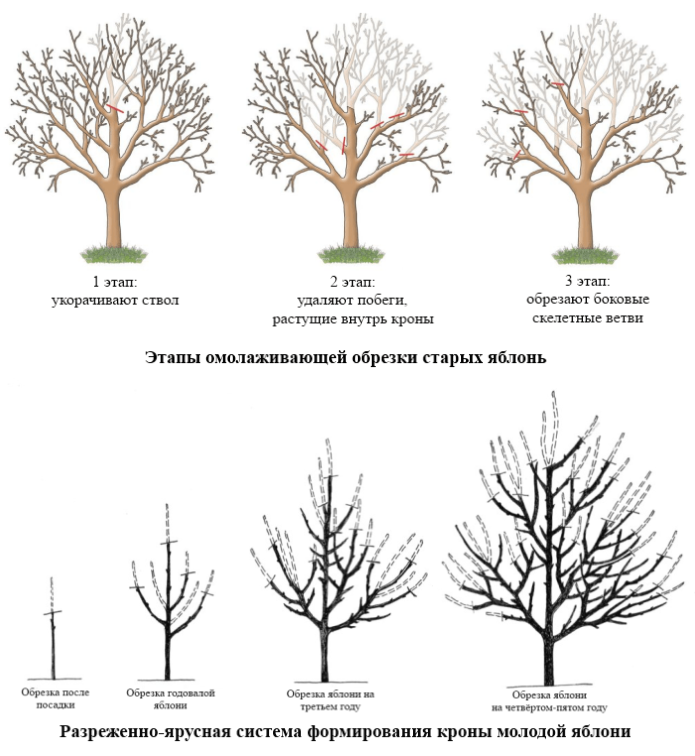 Весенняя обработка плодовых деревьев: сроки, средства, особенности