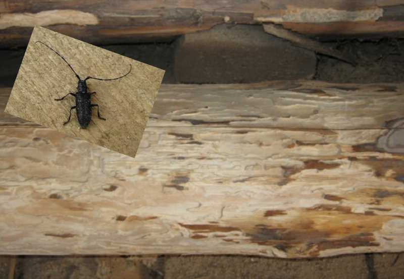Как избавиться от муравьев в бане? народные и химические способы :: syl.ru
