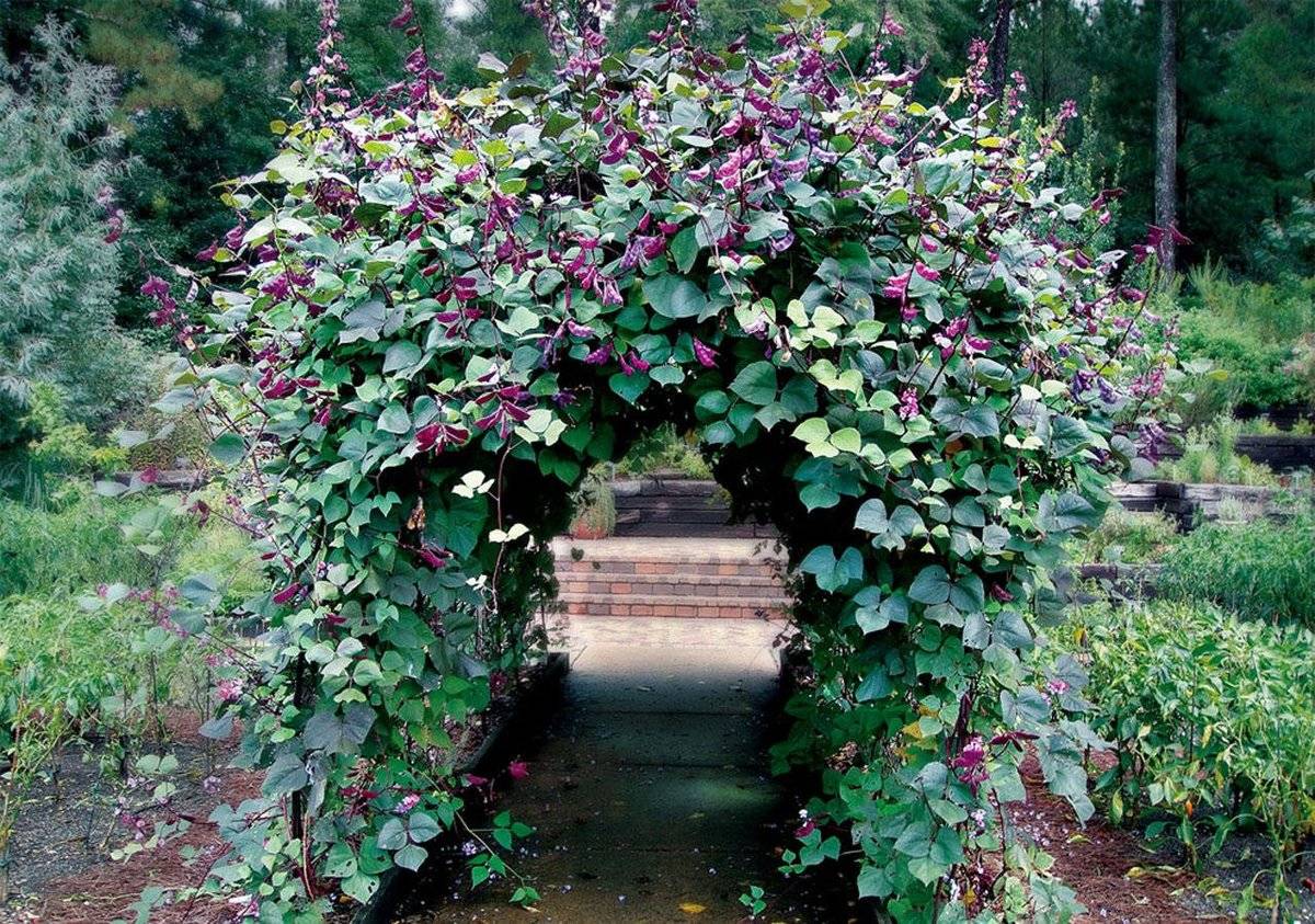 садовые лианы многолетние цветущие фото