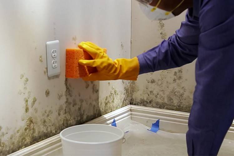 Как удалить грибок в ванной комнате, самые эффективные способы и средства