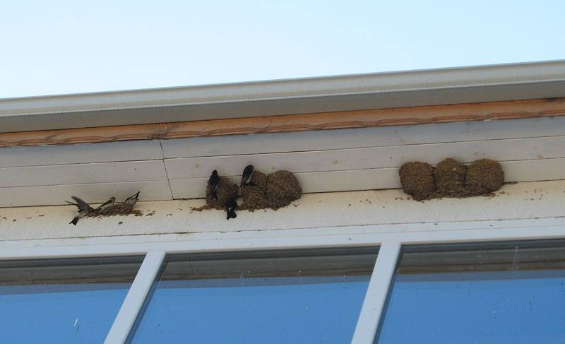 Гнезда птиц под крышей дома. Гнездо ласточки под крышей дома. Гнездо под крышей. Гнёзда ласточек в окнах домов. Гнездо ласточки под окном.