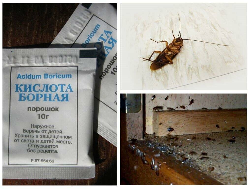 Как вывести тараканов в квартире навсегда