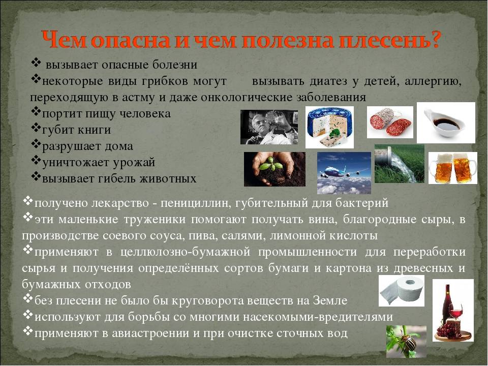 Чем опасна  черная плесень в доме