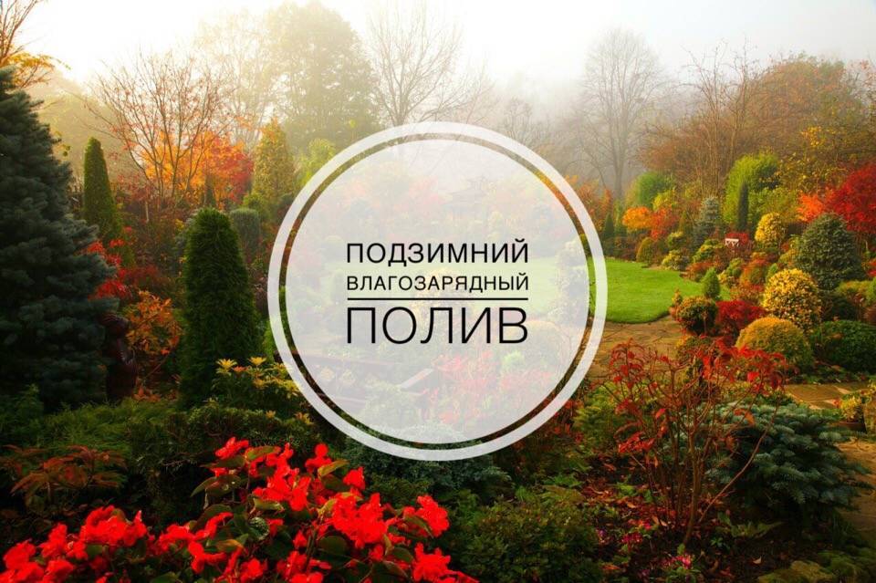 Подзимний сев: сроки, достоинства и недостатки — floraprice.ru