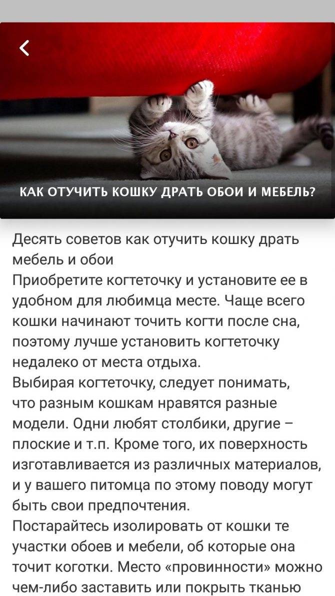 Как отучить кошку драть обои и мебель: советы и рекомендации экспертов | ваши питомцы